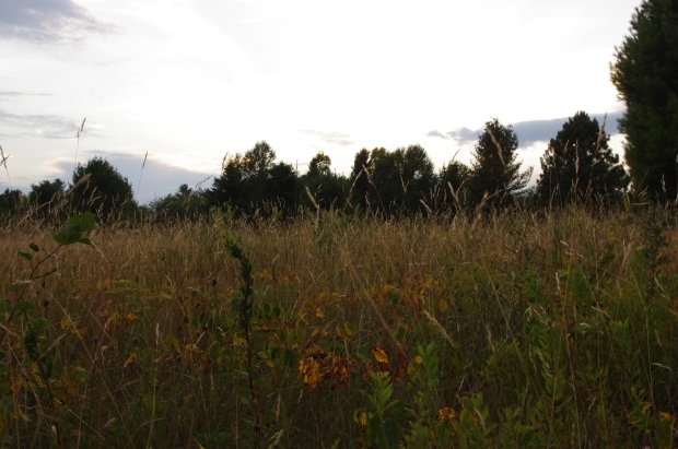 A late summer meadow in northern Michigan.